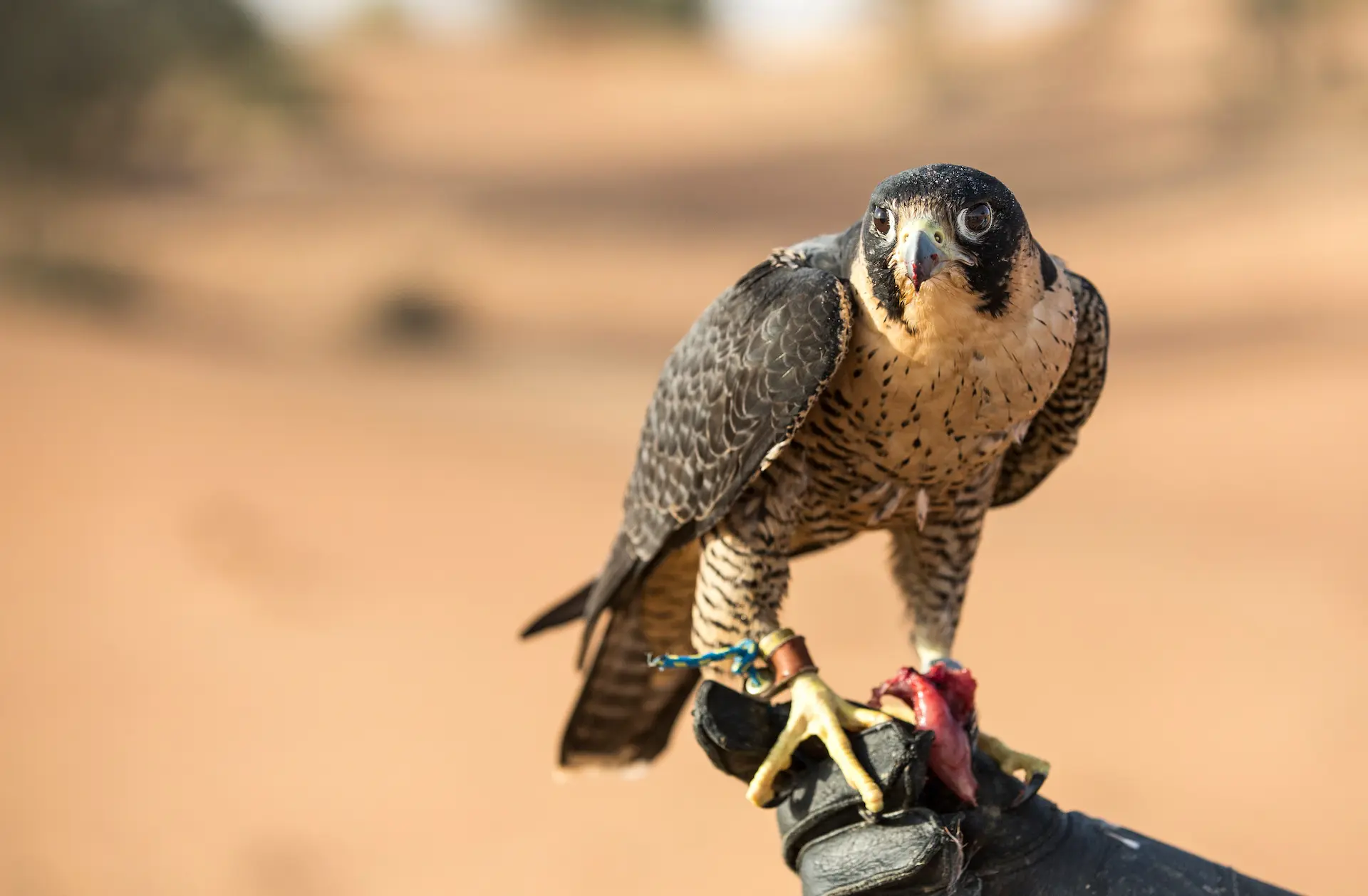 Falconry Laws and Regulations Learn Falconry